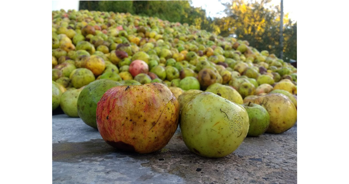 Euskal Sagarra. Manzana Vasca